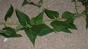 mystery-vine1.webp