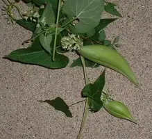 mystery-vine2.webp