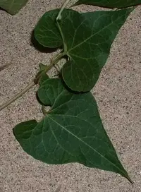 mystery-vine3.webp