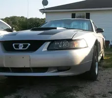 mustang1.webp