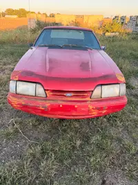 Mustang 25.webp