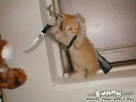 NinjaKitty.webp