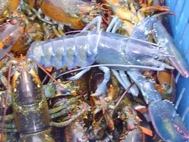 bluelobster.webp