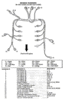 mustangEngineHarness.gif