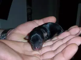 yorkie.webp