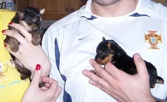 yorkies.webp