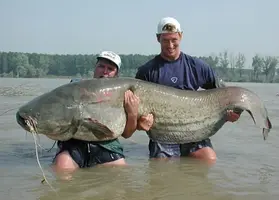big catfish.webp