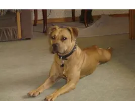 pitbull.webp