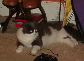 Picture 002.webp