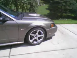 mustang 3.webp