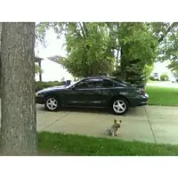 stangdog.webp
