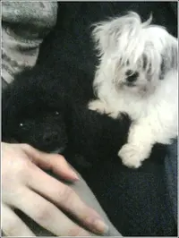 dog1.webp