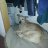 SHEDRED