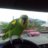 Kiwibird08