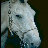 Old Horse
