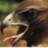 TheHawk05