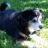 wriggly1dog