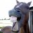 laughing horse