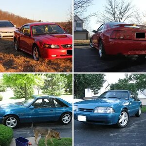 mustang pics