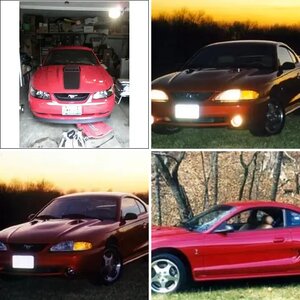 Mustangs