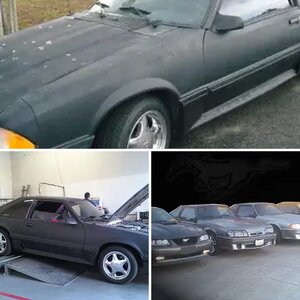 Stang