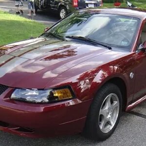 My 40th Anniversary Stang