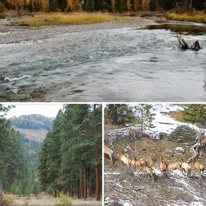 Montana Elk Hunt