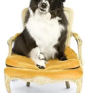 Bare Dog
