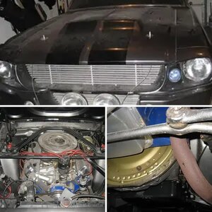 Mustang