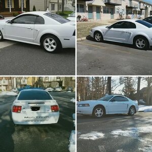 Fresh Whip