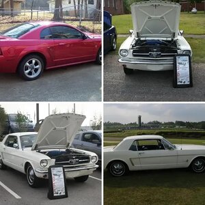 My Mustangs