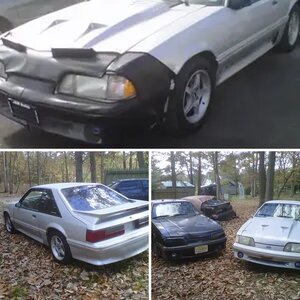 My stangs