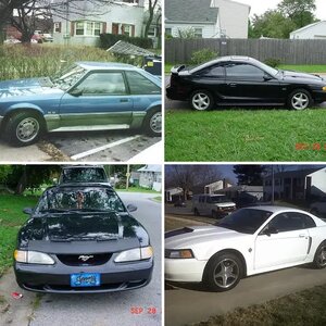 My Mustangs
