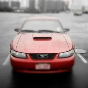 My Stang