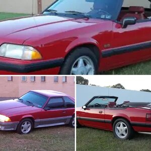 My stangs