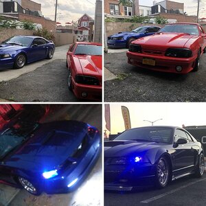 mustang pics