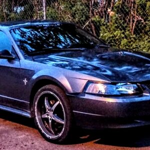 That Stang Love