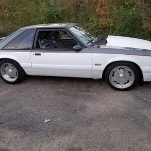My fox