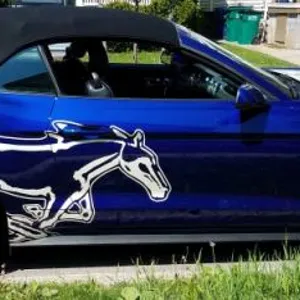 snodust pony 640x234.jpg